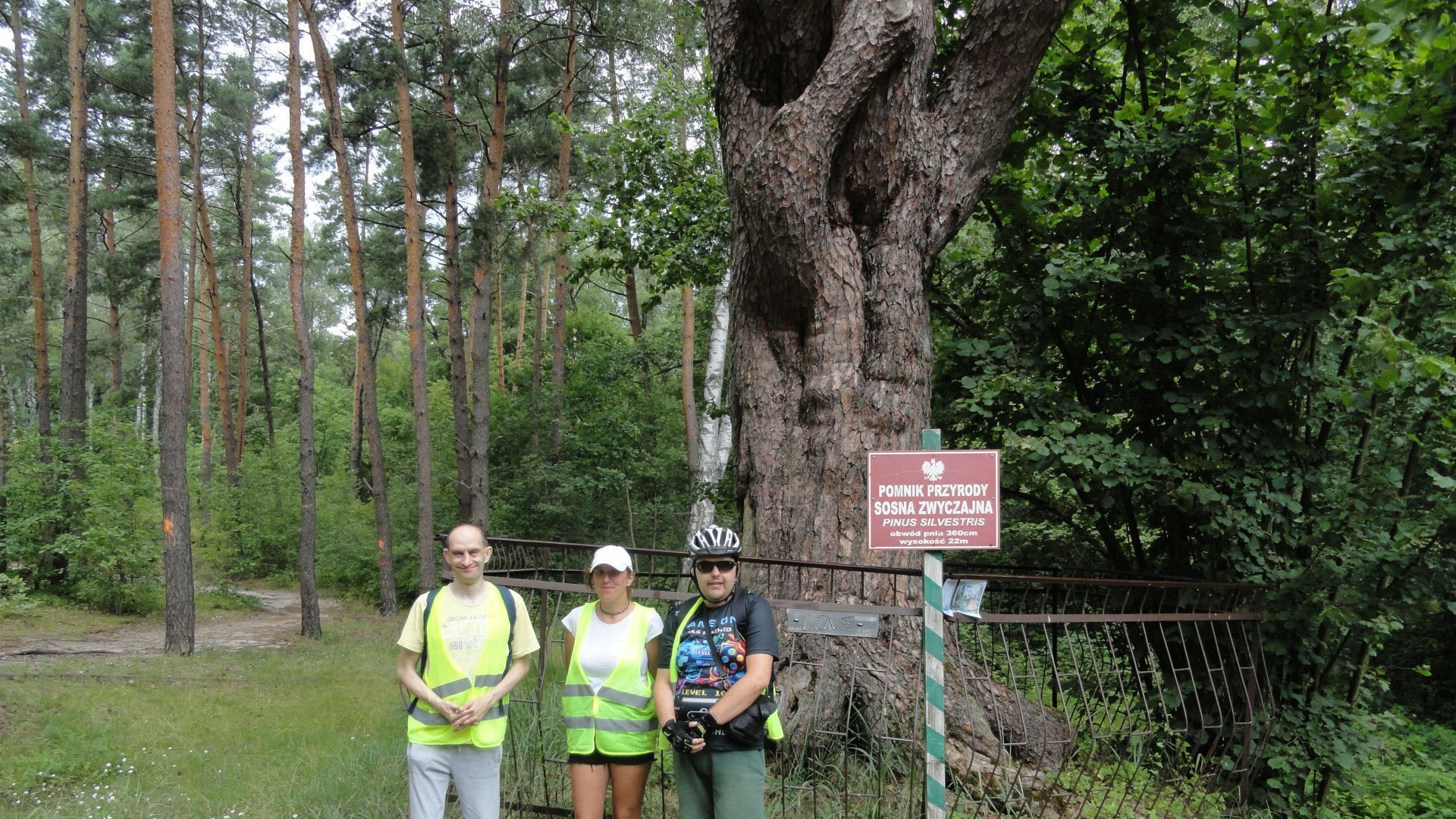 Uczestnicy przy pomniku przyrody - Sosna Zwyczajna w Mińsku Mazowieckim.