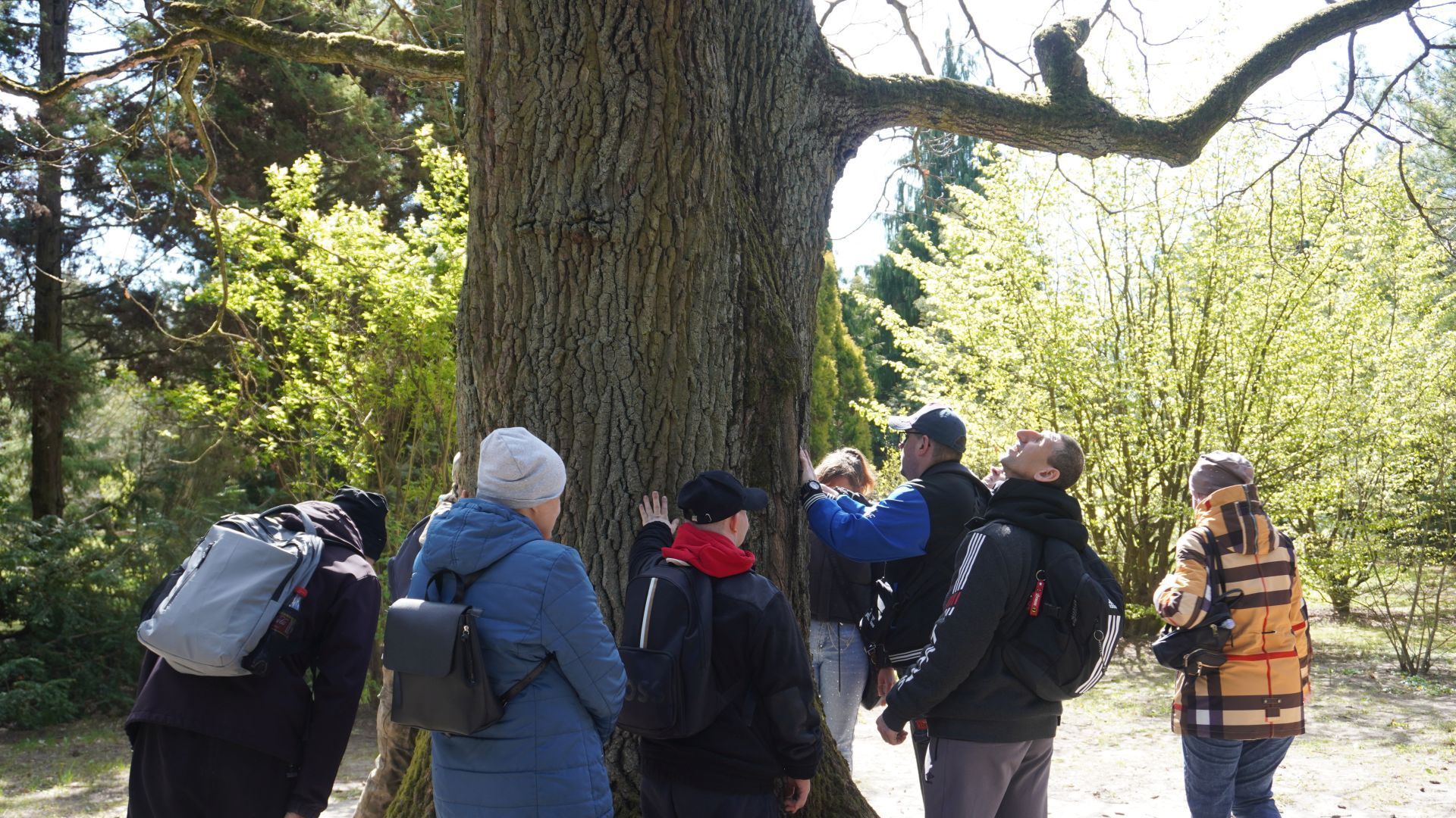 Uczestnicy dotykają wielkiego drzewa dębu, które znajduje się w Ogrodzie Botanicznym w Powsinie.